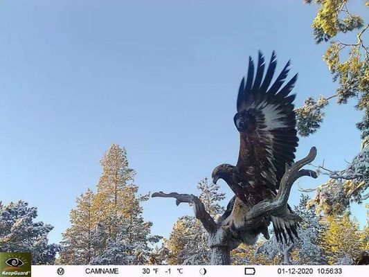 IP65 방수 4G 트레일 카메라