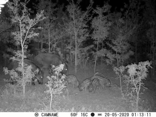 IP67 무광 사냥 카메라, 450mm 마이크로 렌즈 지원 및 1초-60분 간격 HD 사냥 카메라