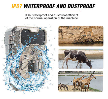 모션 액티베이트 와일드 라이프 카메라